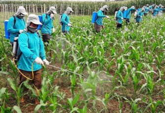 Penyemprotan pengendalian hama terpadu Kementan 