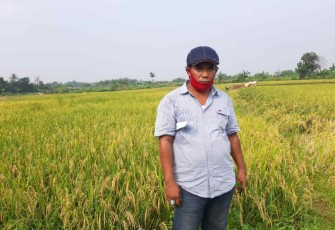 Ilustrasi petani dengan lahan persawahan padi organik di provinsi Sulut