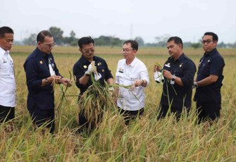 Ilustrasi Mentan RI saat panen padi di Sukoharjo 