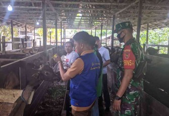 Vaksinasi PMK di wilayah Kabupaten Balangan