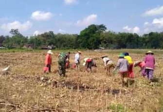 Tanam jagung bersama warga binaan