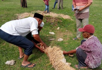 Pemotongan hewan kurban