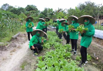 Saat panen sawi di lahan demplot