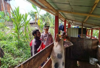 Pengecekan rutin spot ternak babi warga binaan program Kasuari Satgas Damai Cartenz 