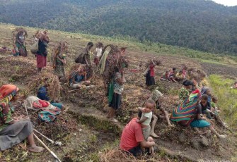 Masyarakat Lanny Jaya saat mengolah lahan pertaniannya 