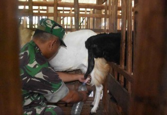 Serda Nanang saat memerah susu kambing piaraannya. Selasa (20/9)