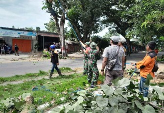Tebang pohon tua di sisi jalan