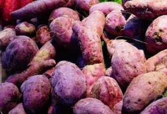 Ubi jalar lahan baku tepung Gluten Free