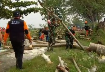 Singkirkan pohon tumbang di pinggir jalan 