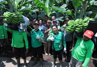 Gus Halim saat panen pisang Cavendish di desa Maskuning Kulon Kabupaten Bondowoso, Sabtu (26/11)