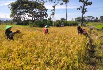 Bantu petani wilayah binaan panen padi