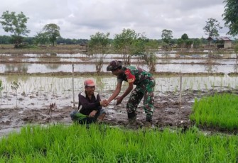 Pendampingan pertanian