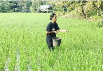 Pemberian pupuk petani di lahan padinya