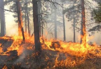 Ilustrasi gambar kebakaran hutan 