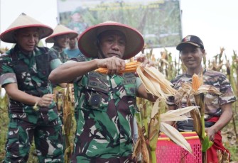 Pangdam Kasuari Mayjen TNI Gabriel Lema memetik panen jagung perdana di Kabupaten Kaimana. Senin (28/11)