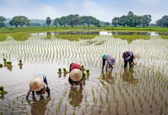 Ilustrasi gotong-royong di sawah (sumber: Pexels.com/Văn Long Bùi)