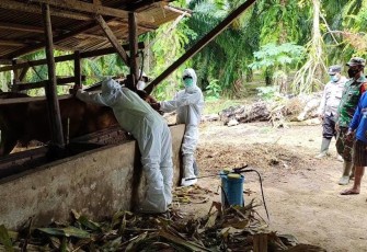 Dinas Peternakan Seluma dan Bhabinkamtibmas saat Lakukan Vaksinasi dan Penyemprotan Disinfektan