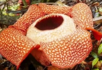 Bunga Rafflesia Arnoldi