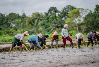 Puan saat Tanam Padi Bareng Petani dan Borong Sayur Mayur di Desa Adat Sedang, Abiansamel, Badung, Rabu (28/9/2022).