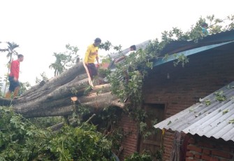 Rumah Tertimpa Pohon di Kaur