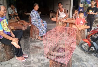 Warga yang penasaran melihat ular king cobra sepanjang 4 meter yang berhasil ditangkap warga.