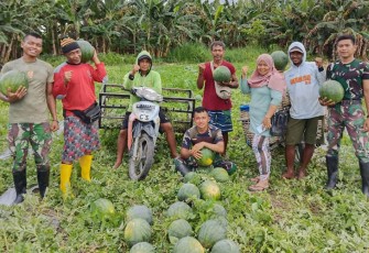 Satuan Tugas Pengaman Perbatasan Statis RI-PNG Sektor Utara Yonif 122/TS  membantu masyarakat dalam proses panen hasil berkebunp buah semangka, Senin, (11/12/2023)