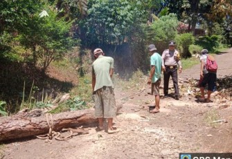 Bhabinkamtibmas Polsek Sipirok, Aipda Thomas M Harahap, bantu warga di Desa Sampean, Kecamatan Angkola Timur, Kabupaten Tapanuli Selatan (Tapsel), untuk tebang Pohon yang sudah lapuk, pada Rabu (23/8/2023) pagi.