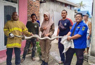 Respon Cepet Rescue Damkar Bengkulu Selatan Amankan Ular Sanca Kembang 