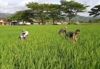 Pendampingan petani wilayah desa binaan 