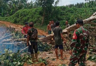 Evakuasi pohon tumbang di jalan desa perbatasan 