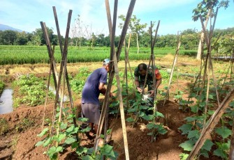 Serda Erwan saat membantu petani timun 