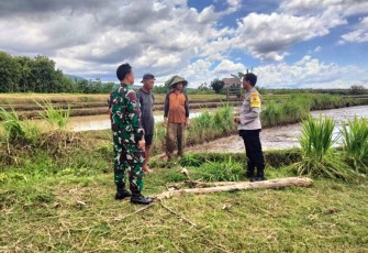 Himbauan tidak gunakan jebakan tikus pakai listrik 