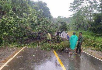 Pembersihan pohon tumbang di jalan