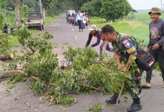 Pemotongan pohon tumbang di jalan