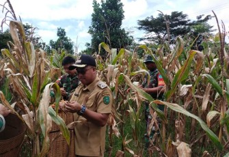 Panen raya jagung di perbatasan 
