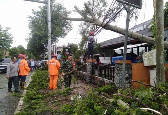 Pembersihan pohon tumbang di jalan