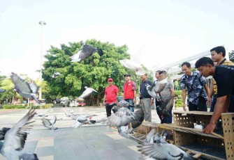 Penggemar merpati melepas merpati pos di alun-alun Pati