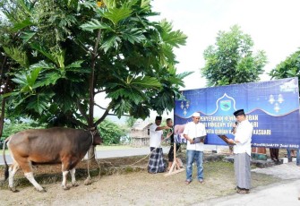 Penyerahan sapi qurban Panglima TNI di Kodam XVIII Kasuari 