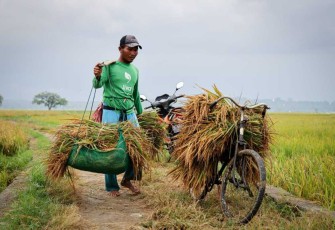 Petani padi di desa Senori Kecamatan Merakurak, Tuban Jawa Timur 