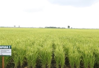 Lahan persawahan di Kabupaten Pandeglang Banten 