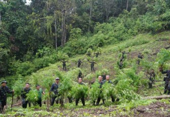 Prajurit Korem 023/KS saat menemukan ladang ganja di Kabupaten Mandailing Natal, Selasa (12/9)