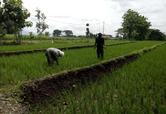 Bantu penyiangan tanaman padi warga desa binaan