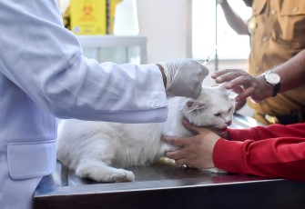 Seekor kucing sedang divaksinasi anti rabies dalam rangka menyambut World Rabies Day, Senin (16/10/2023)
