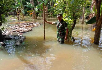 Patok bambu Babinsa untuk memantau perkembangan banjir