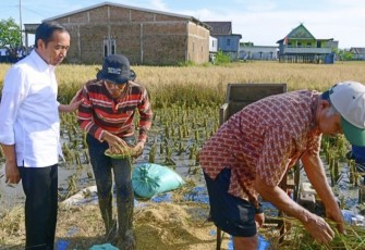 Presiden Joko Widodo meninjau secara langsung pelaksanaan panen raya padi di Kabupaten Maros, Provinsi Sulawesi Selatan, pada Kamis pagi, 30 Maret 2023