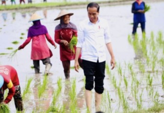 Presiden Jokowi saat tanam padi di Tuban, Kamis (6/4)