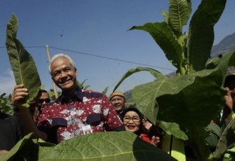 Ganjar Pranowo saat panen tembakau di Boyolali, Kamis (3/8)