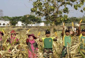 Panen raya jagung Yonarmed 12 Kostrad di kebun jagung benteng Van Den Bosch, Kabupaten Ngawi, Jum'at (15/9)