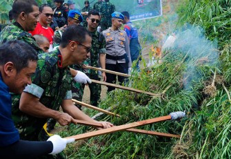 Pemusnahan ladang ganja, di Lhokseumawe, Provinsi Aceh, pada Rabu, 8 Maret 2023.