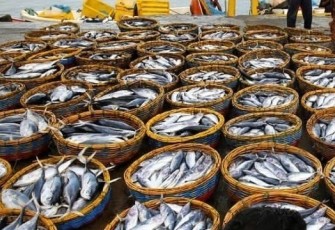 100,8 ton ikan akan dibagikan gratis 